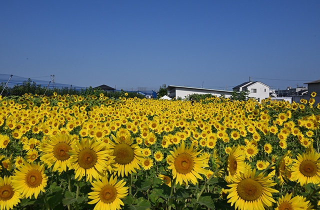 はたけサロンのひまわり畑の写真