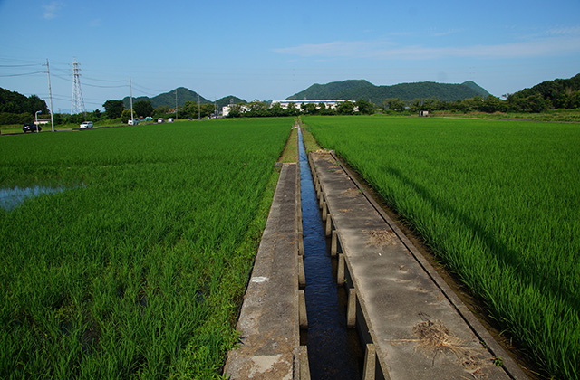 蘇原地区の水田の写真