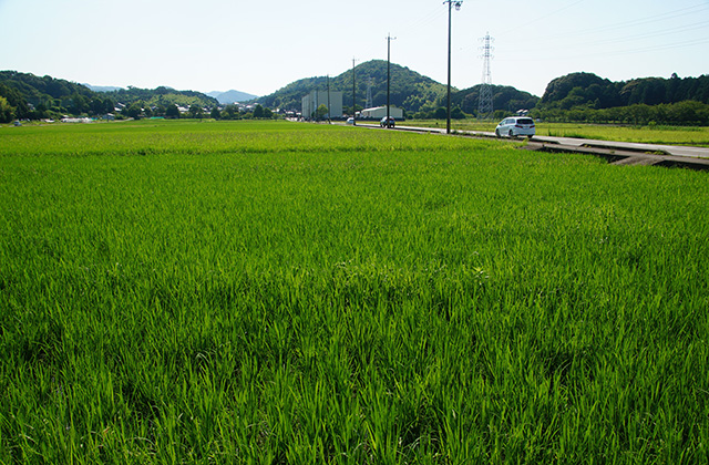 蘇原地区の水田の写真