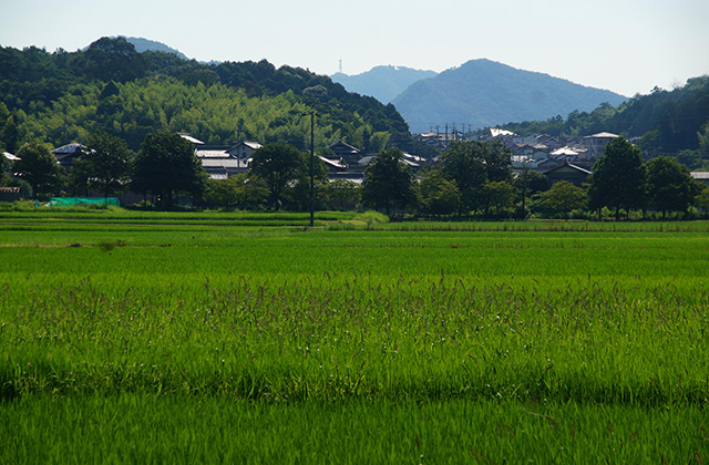 蘇原地区の水田の写真