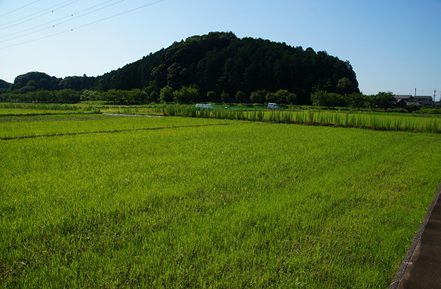 蘇原地区の水田の写真