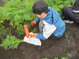 にんじん収穫体験の写真