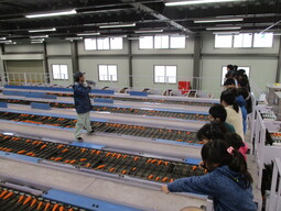 選果場見学の写真