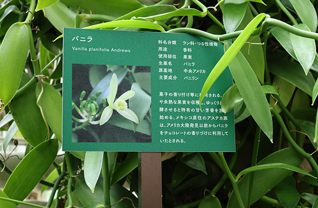 くすり博物館ガイドツアーの写真