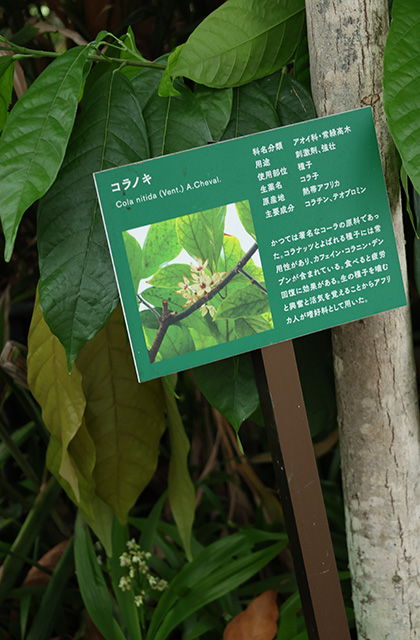 くすり博物館ガイドツアーの写真