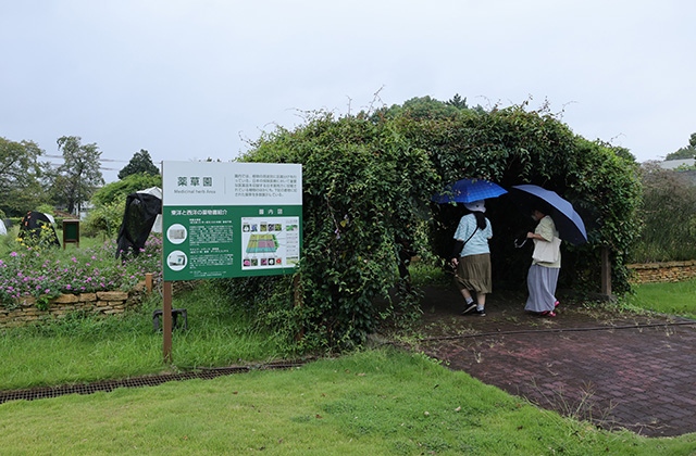 くすり博物館ガイドツアーの写真