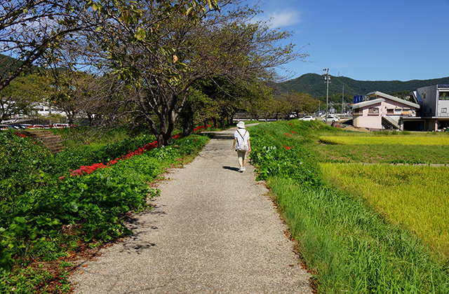 大安寺川の秋の風景の写真