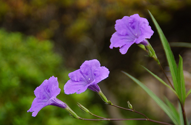 うぬまの森の花々の写真
