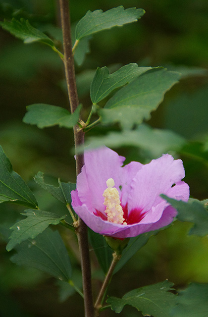 うぬまの森の花々の写真