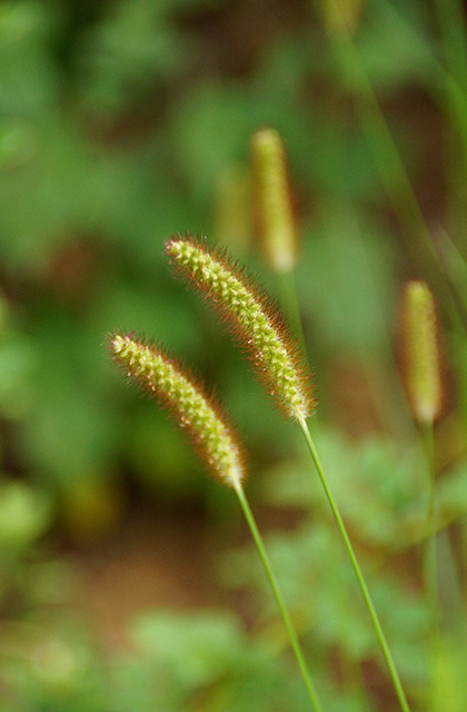 うぬまの森の花々の写真