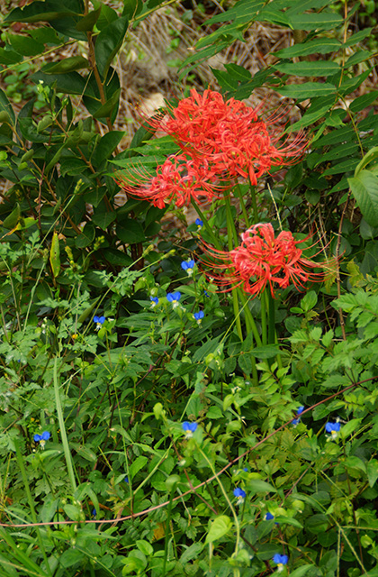 うぬまの森の花々の写真