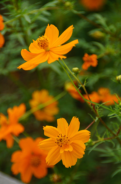 うぬまの森の花々の写真