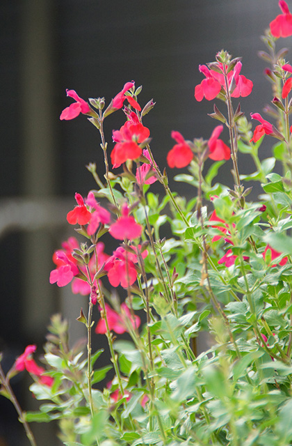 うぬまの森の花々の写真
