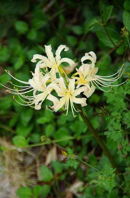 うぬまの森の花々の写真