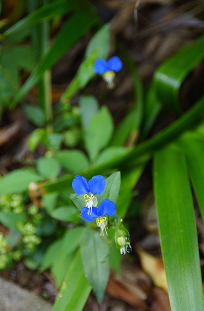 うぬまの森の花々の写真