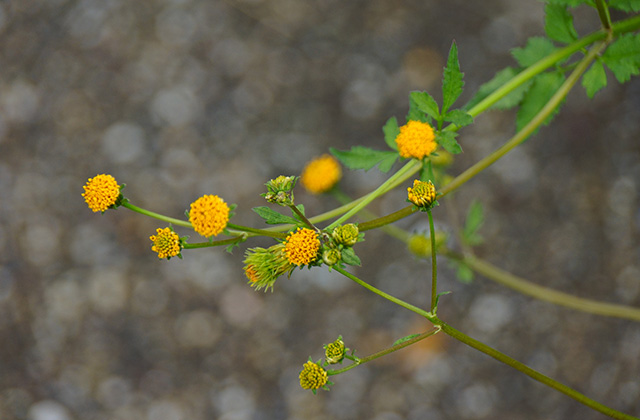 おがせ池の風景の写真