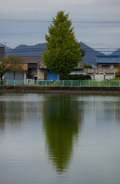おがせ池の風景の写真