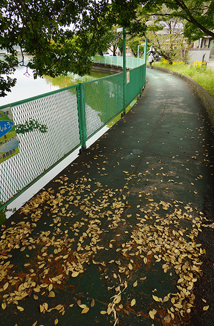 おがせ池の風景の写真