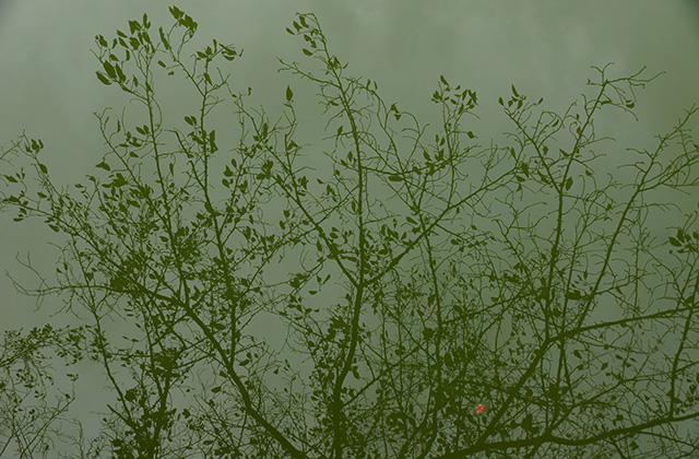 おがせ池の風景の写真