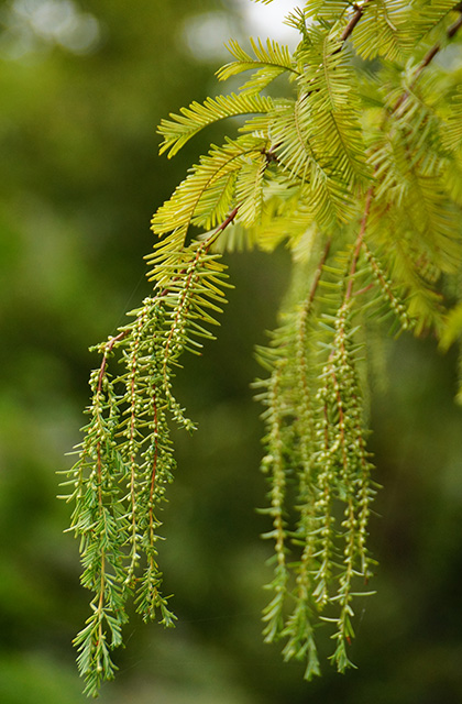 おがせ池の風景の写真