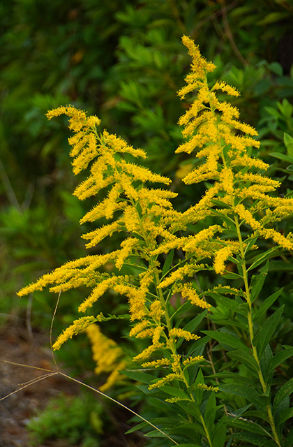 おがせ池の風景の写真