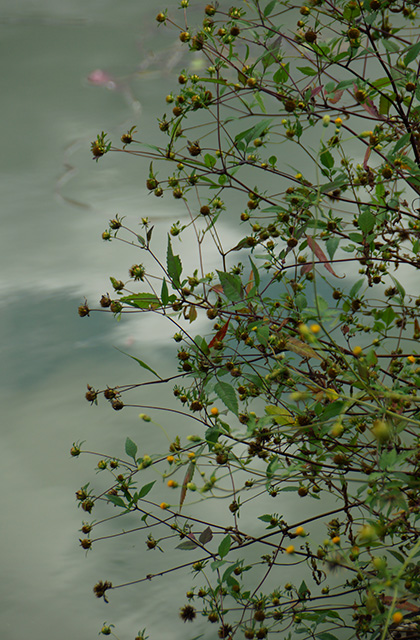 おがせ池の風景の写真