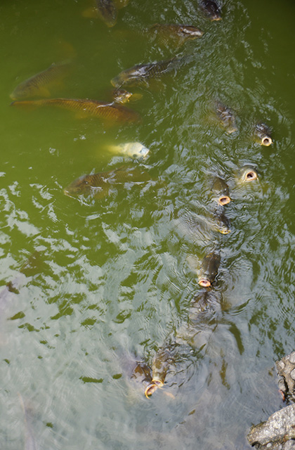 おがせ池の風景の写真