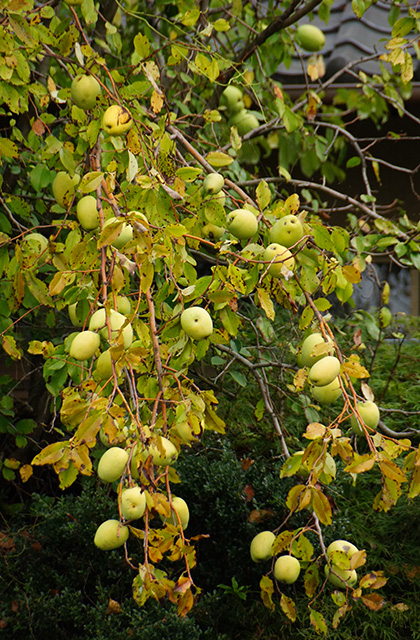 おがせ池の風景の写真