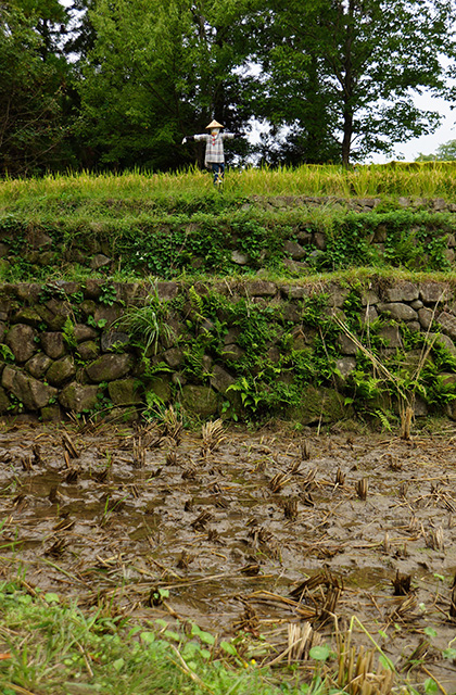 河川環境楽園の風景の写真