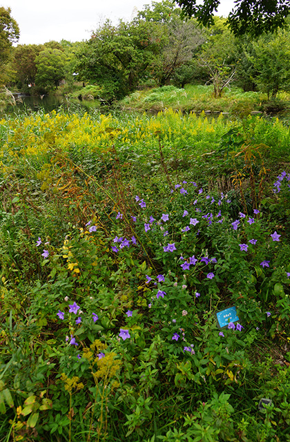 河川環境楽園の風景の写真