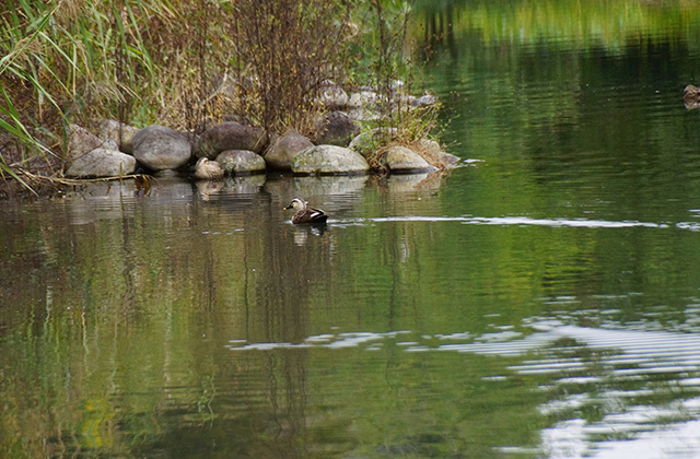 河川環境楽園の風景の写真