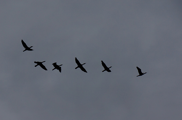 河川環境楽園の風景の写真