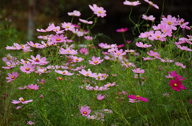 河川環境楽園の風景の写真