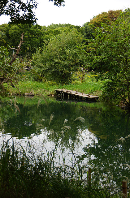 河川環境楽園の風景の写真