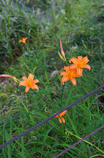 河川環境楽園の風景の写真