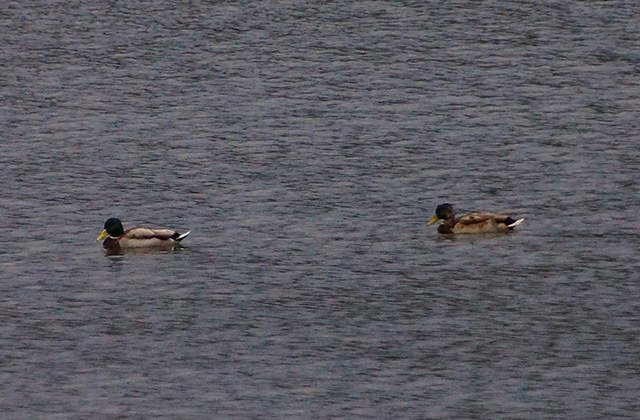 合戸池のマガモの写真