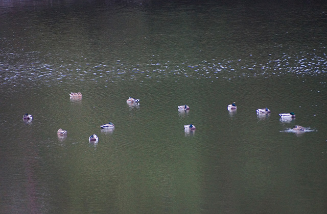 合戸池のマガモの写真