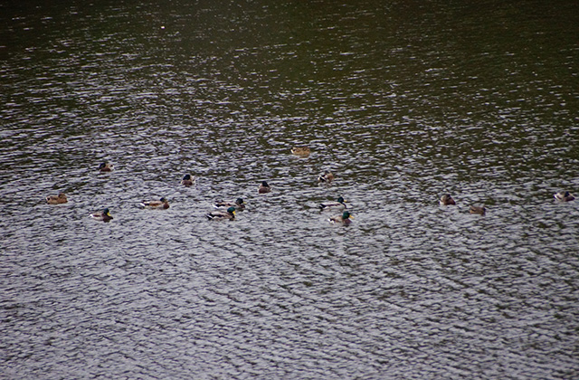 合戸池のマガモの写真