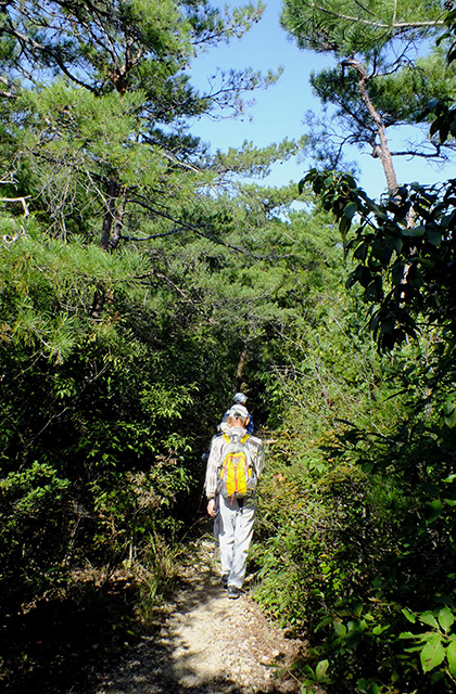 各務野自然遺産の森の風景の写真