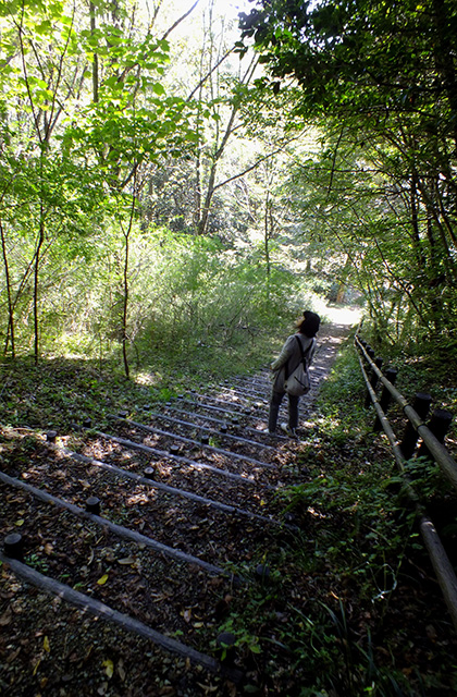 各務野自然遺産の森の風景の写真