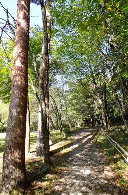 各務野自然遺産の森の風景の写真