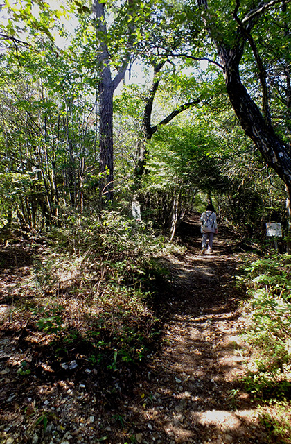 各務野自然遺産の森の風景の写真