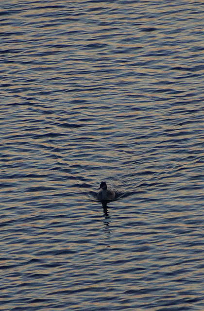 木曽川の風景の写真