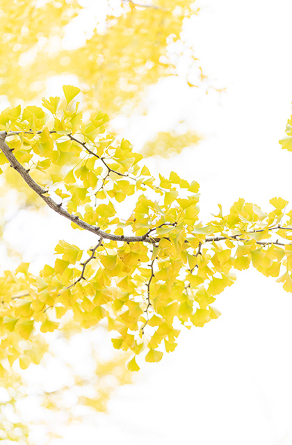 学びの森のイチョウ並木の写真