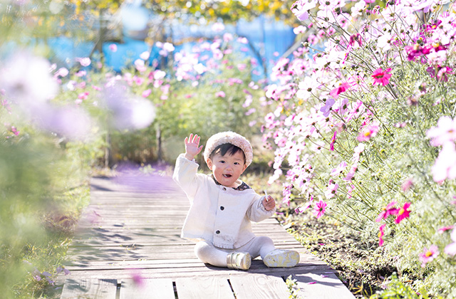 「はたけサロン」のコスモスの写真