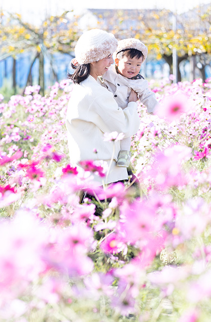 「はたけサロン」のコスモスの写真