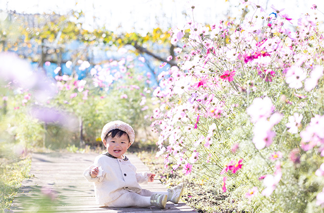 「はたけサロン」のコスモスの写真