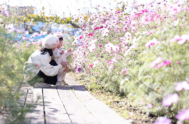 「はたけサロン」のコスモスの写真