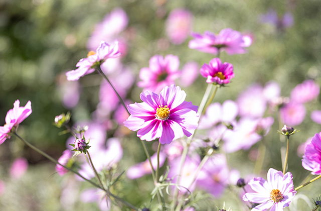 「はたけサロン」のコスモスの写真