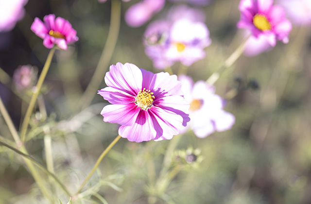 「はたけサロン」のコスモスの写真